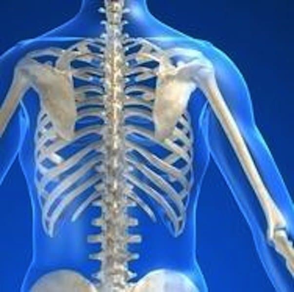 Anatomie,Körper,Brustwirbelsäule,Rücken,Halswirbelsäule,zervikal,Lendenwirbelsäule,lumbal,Rippen,Nerv,Rücken,Wirbelsäule,Schulterblatt,D1,D2,D3,D4,D5,D6,D7,D8,Arm,obere Rückenschmerzen,Schmerzen in der Brustwirbelsäule