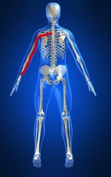  Anatomie des Körpers,Arm,obere Gliedmaße,Nerv,Muskel,Physiotherapie und Rehabilitation,Rücken,Neuropathie,Bandscheibenschaden,Bandscheibenvorfall,Protrusion,Bulging,Wirbelsäule,Bandscheibe,Nervenwurzel,Halswirbelsäule,zervikal,C5,C6,C7,D1