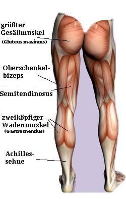 Anatomie der Muskeln, hintere, Oberschenkel, halbmembranÃ¶ser Muskel, Semime...