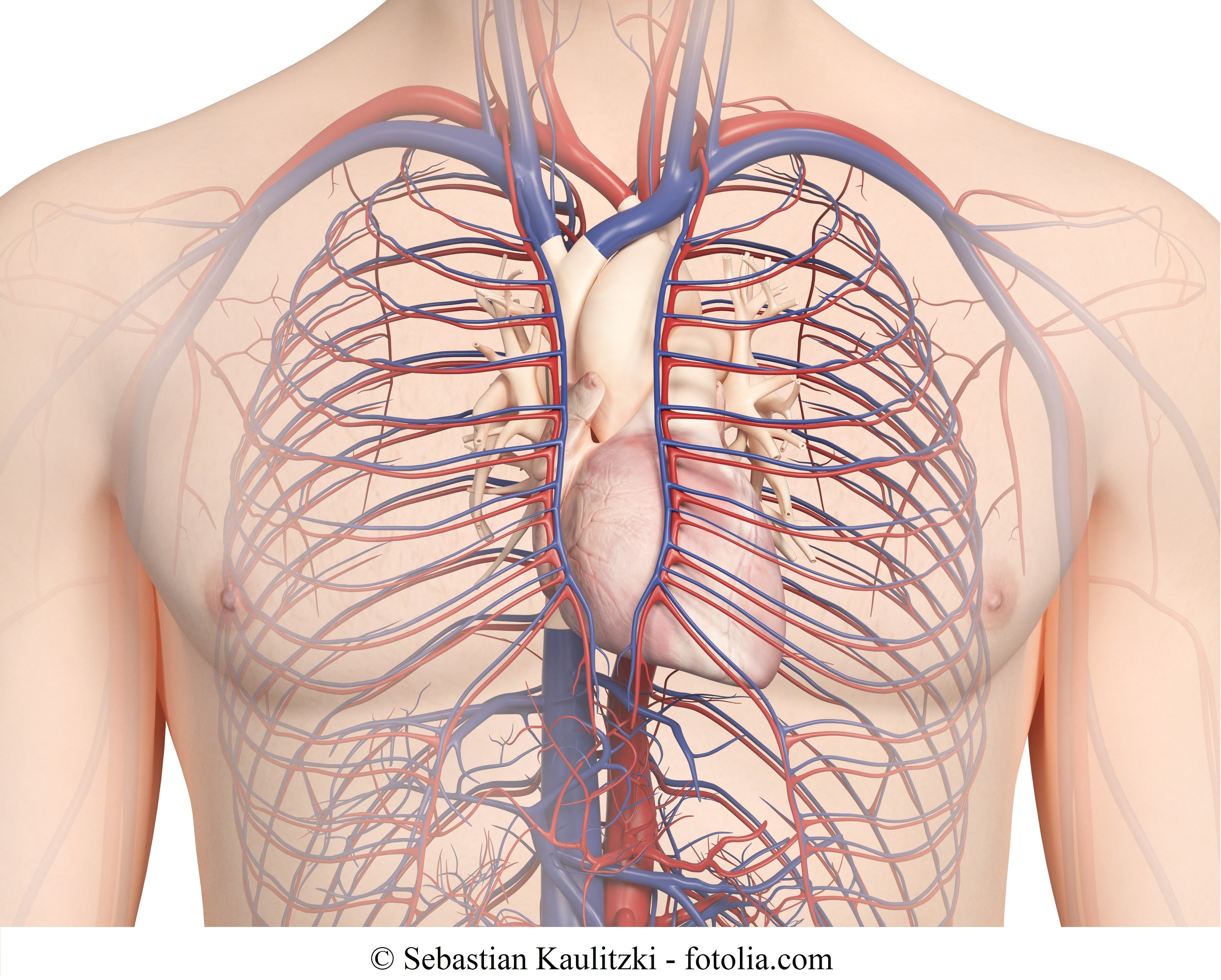 Aorta oh слив фото